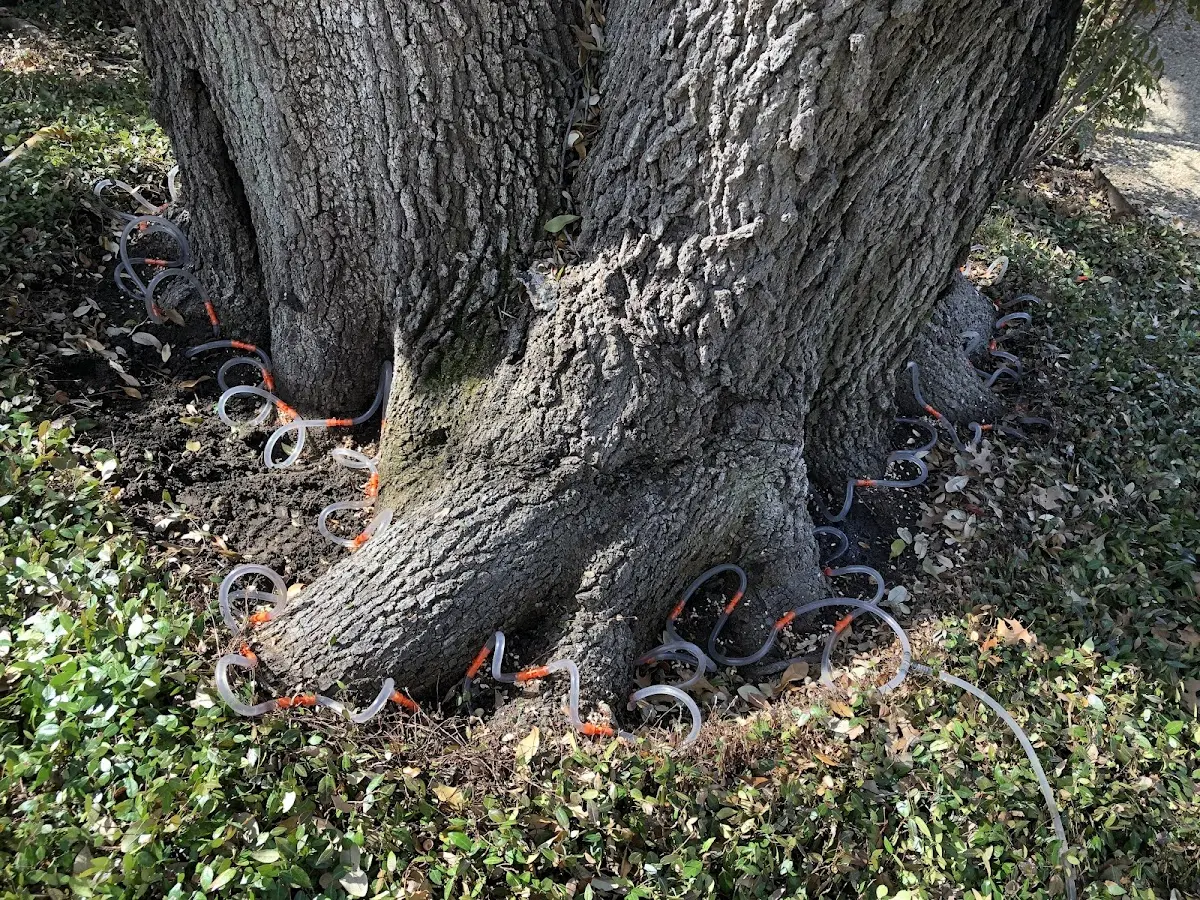 Detailed Tree Cabling and Bracing job site in Silver Plume