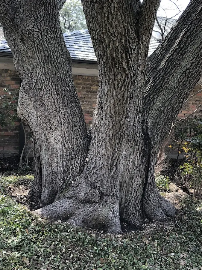 Mature heritage tree close to a Silver Plume property cared for by certified arborists